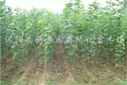 臭椿 一種被低估的園林綠化佳品