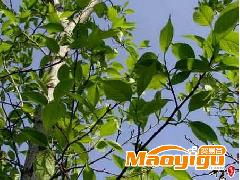 尋覓自然珍寶 杜仲苗木在園林綠化中的卓越價(jià)值與景觀妙用